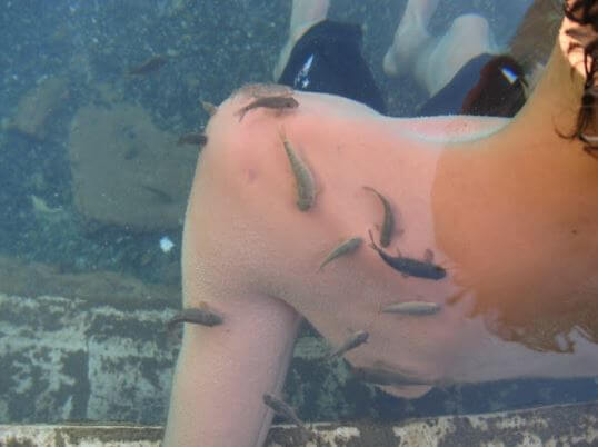 Kangal Fish Spring Sivas